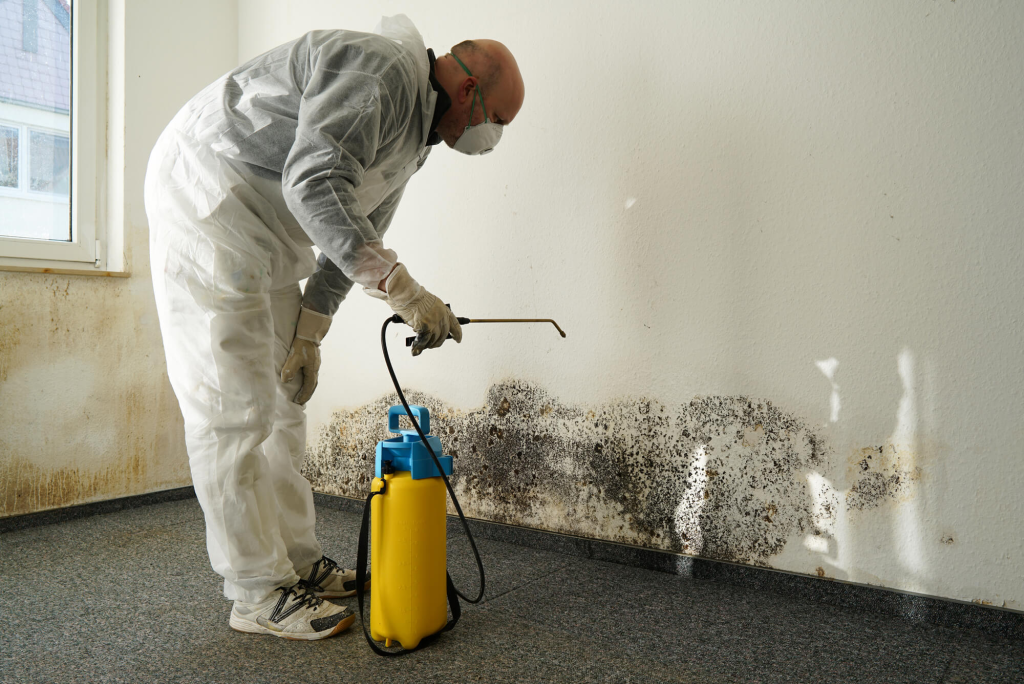 Mould Removal Company