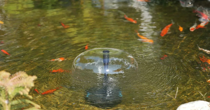 What You Need to Know About Pond Filtration?