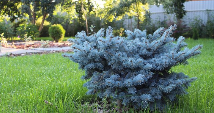 Landscape design, improvement, landscaping — Steer Your Organization to Success: ISO Standards Explained